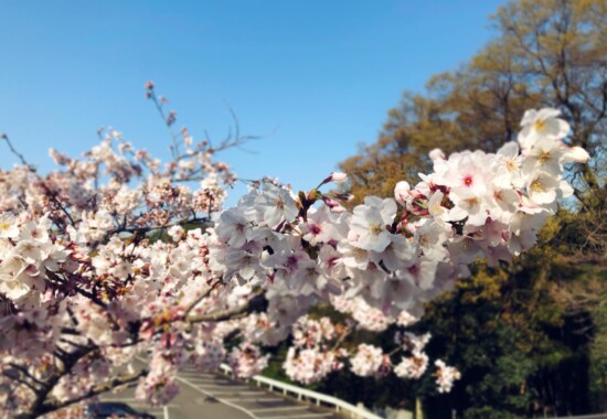 石鎚神社の桜