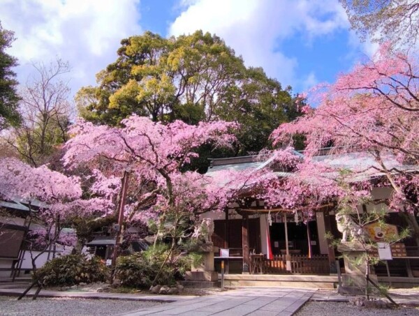 金鳥山にあるカタカムナの聖地 保久良神社